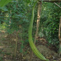 Luffa acutangula (L.) Roxb.